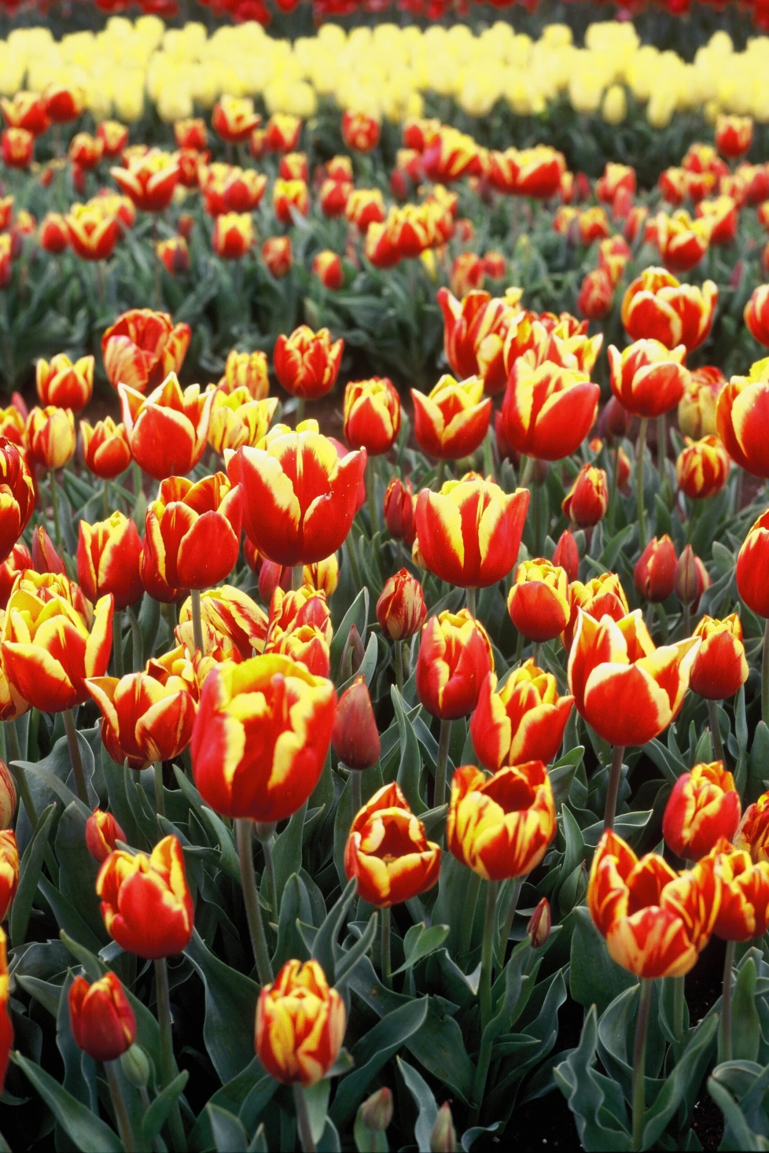 FilmNeverDie Chameleon 100 E6 Slide Film (35mm, 36 Exp.) - Image 2