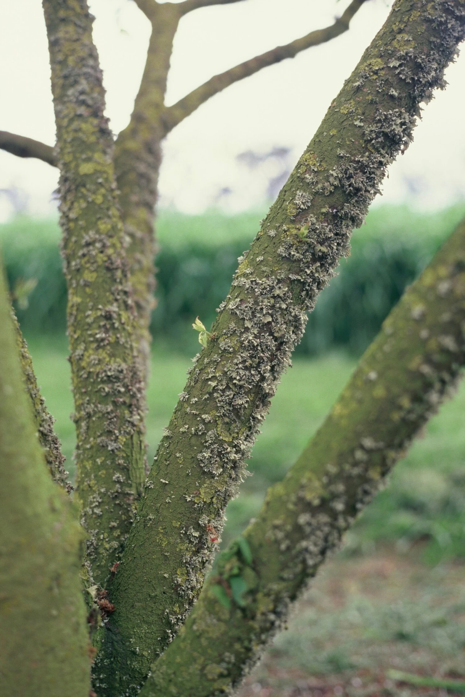 FilmNeverDie Chameleon 100 E6 Slide Film (35mm, 36 Exp.) - Image 6